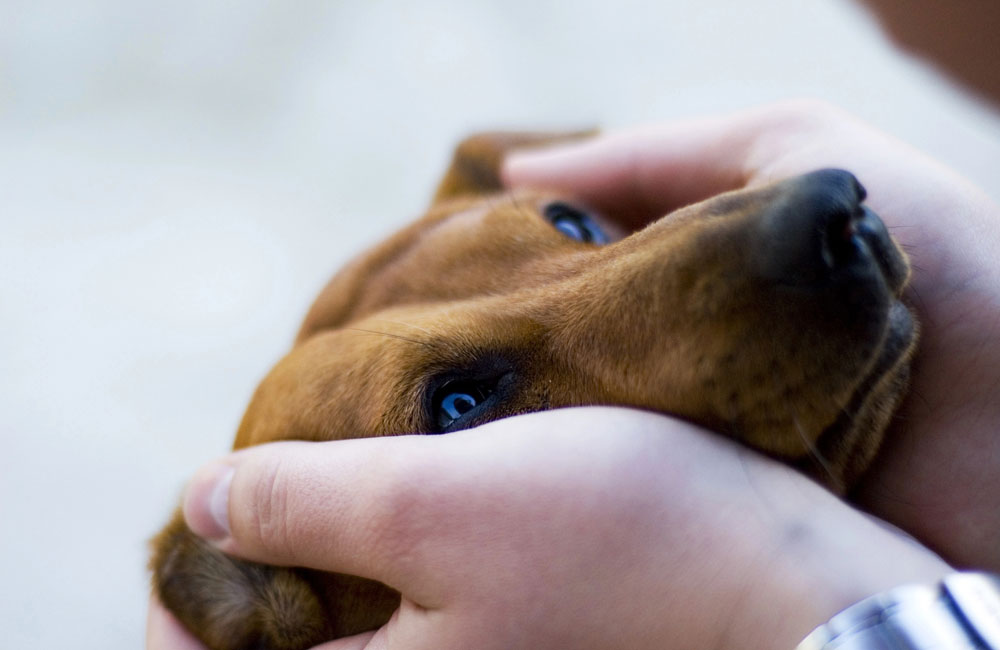 Claves esenciales para proteger a tu mascota: Guía completa de seguridad y bienestar