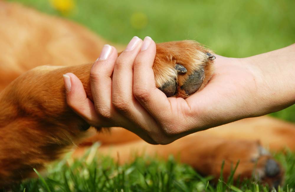 Guía Completa para el Cuidado y la Salud de tus Mascotas