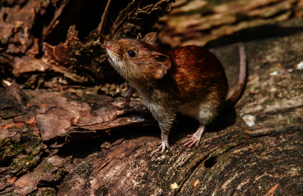 hantavirus amenaza roedores