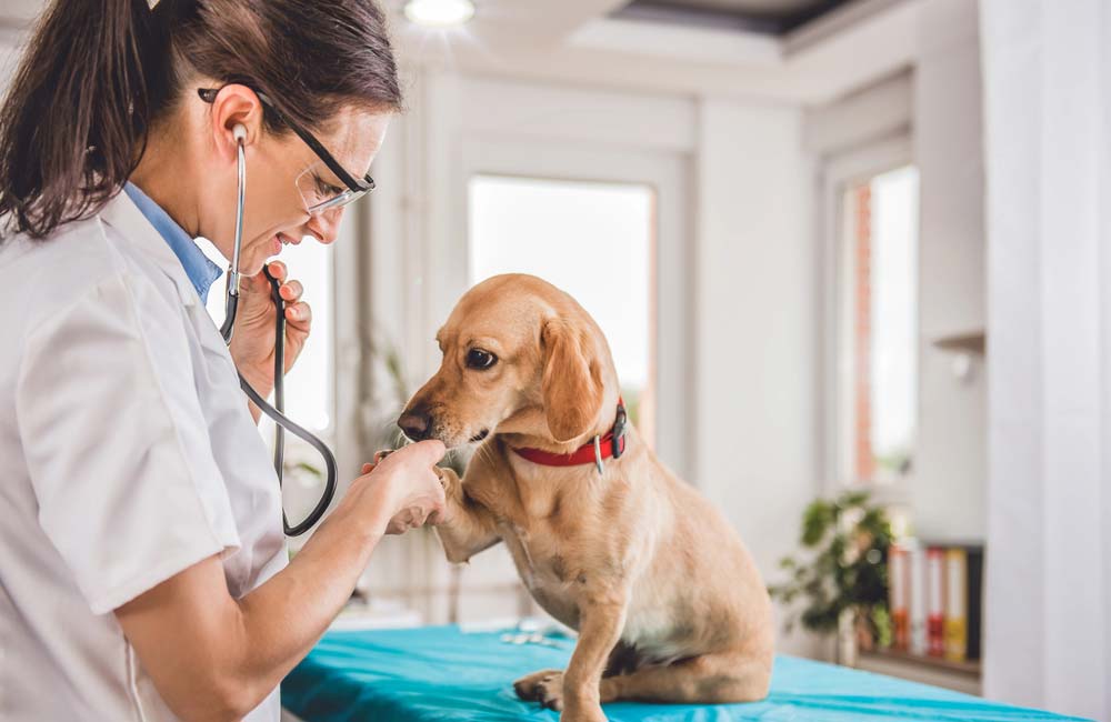 La relevancia de los hospitales veterinarios en el cuidado y la salud de las mascotas