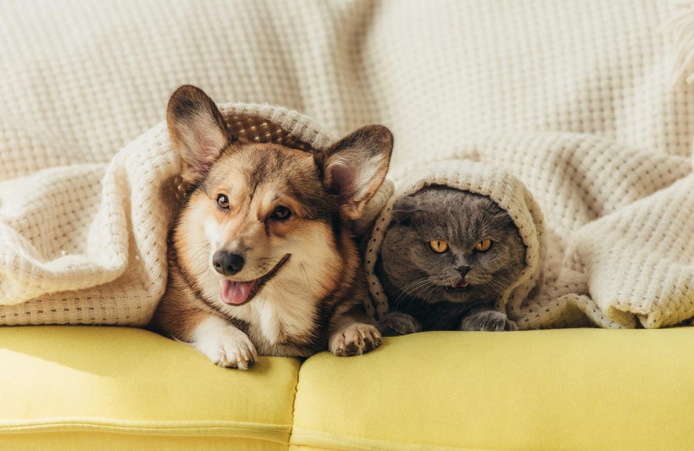 Salud y bienestar de las mascotas: Cuidados esenciales para una vida larga y feliz