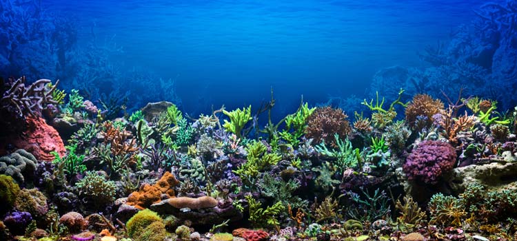 Arrecife de Coral