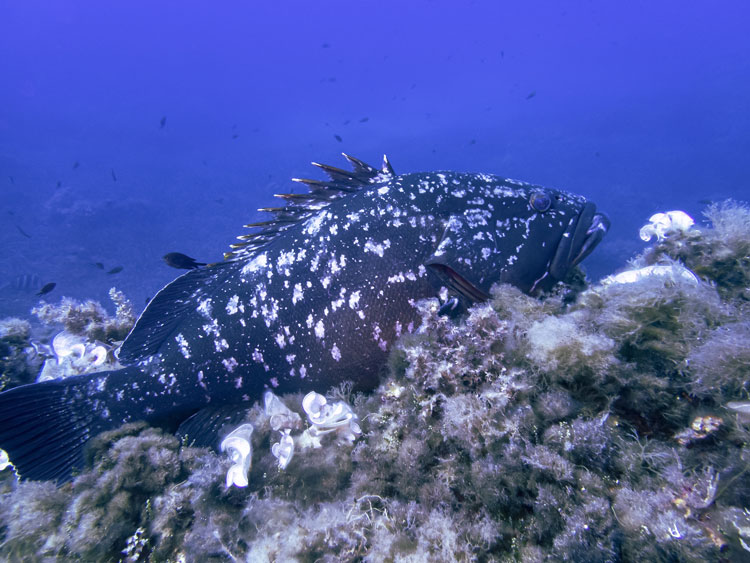 Isla de Tabarca Fauna