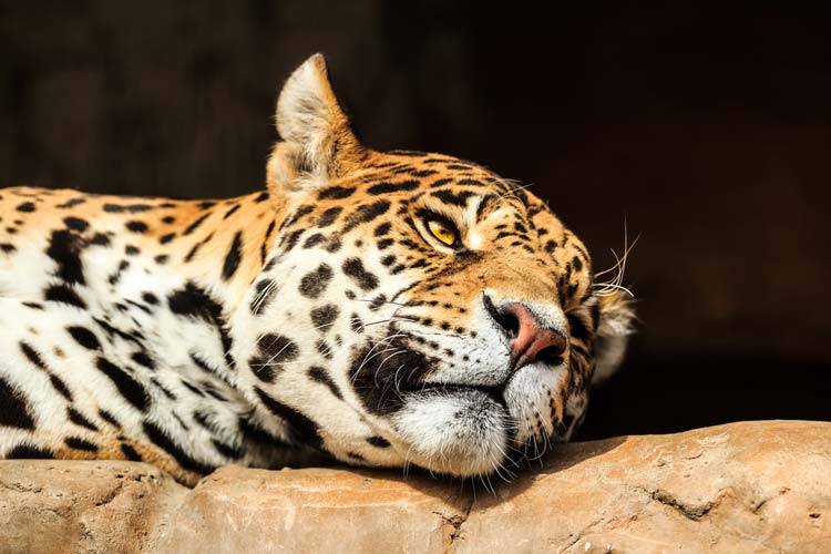 Jaguar en el Rio Amazonas
