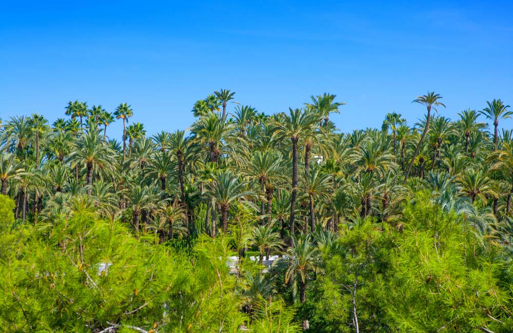 Palmeral de Elche Turismo