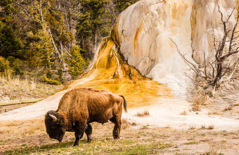Parque Nacional Yellowstone en Estados Unidos de América