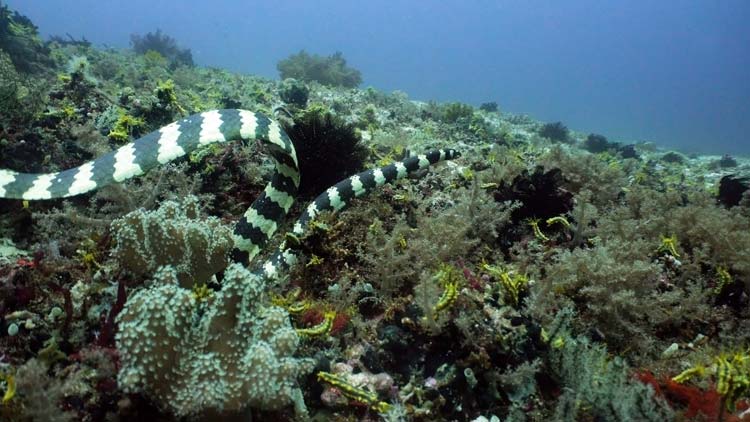 Serpiente Marina en el Arrecife de Coral
