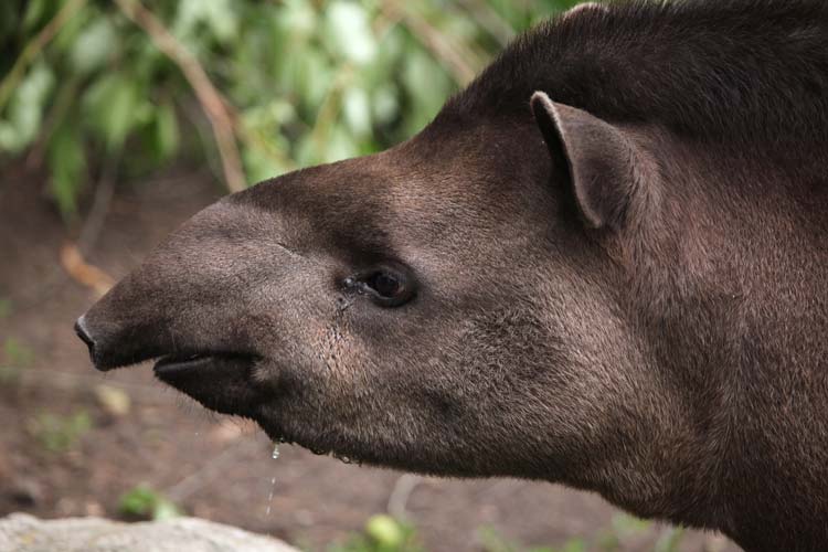 Tapir Vida Animal Amazonas