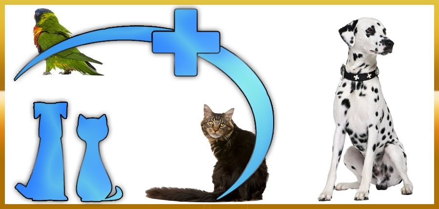 Centros Veterinarios en Elche, Clínicas de Mascotas