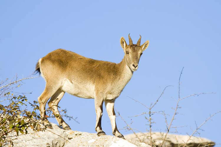 Capra pyrenaica Cabra Pantano de Elche