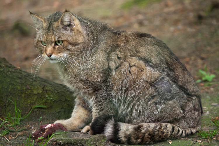 Felis Silvestris Gato Montés Pantano Elche