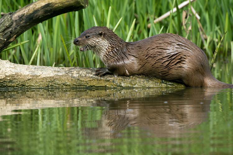 Nutria Pantano de Elche