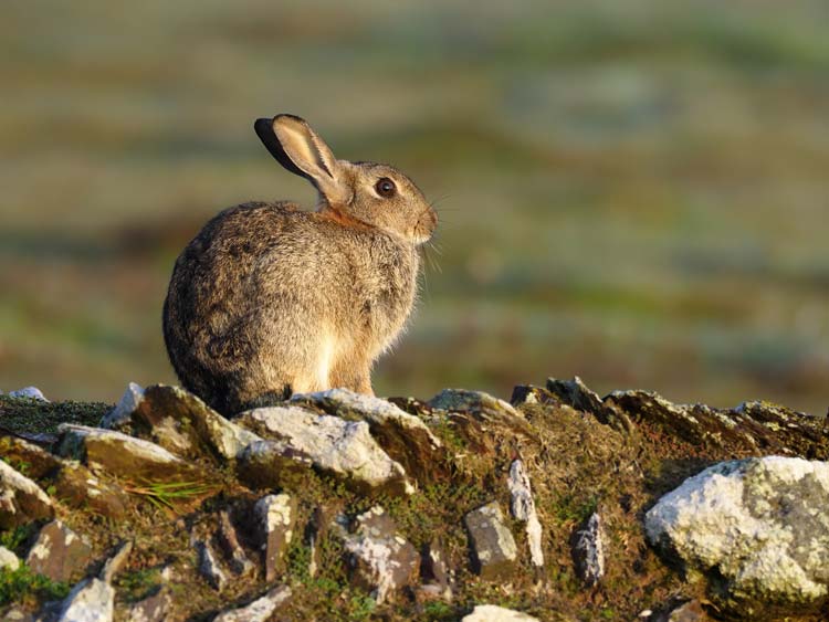 Oryctolagus cuniculus Conejo Pantano de Elche