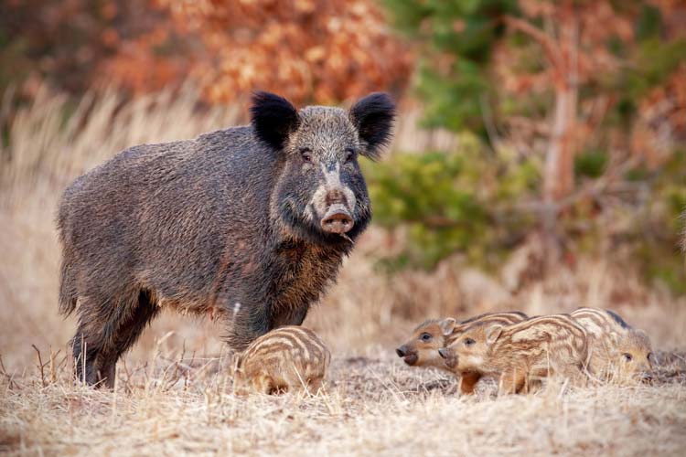 Sus Scrofa Jabalí Pantano Elche