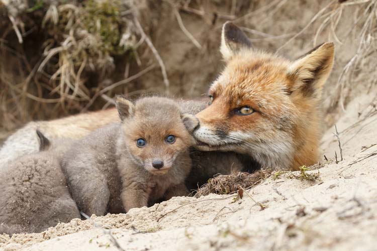 Zorro Vulpes Vulpes Pantano de Elche