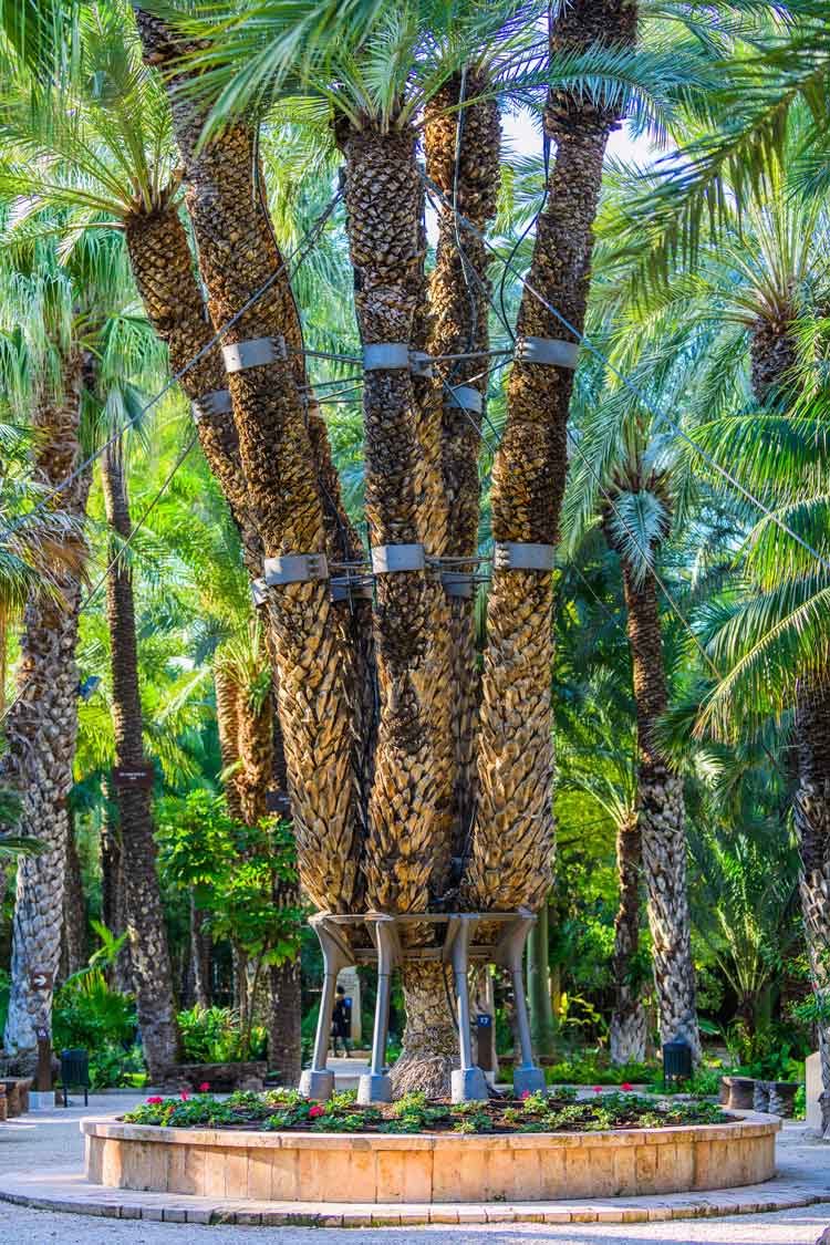 Palmera Imperial Huerto del Cura Elche