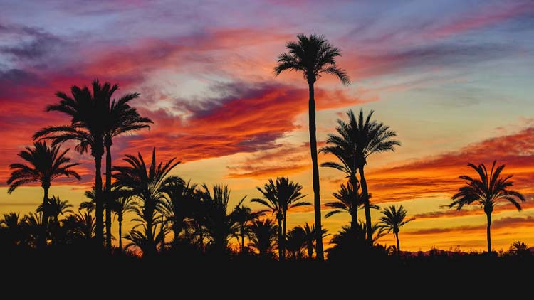 Palmeral de Elche Atardecer