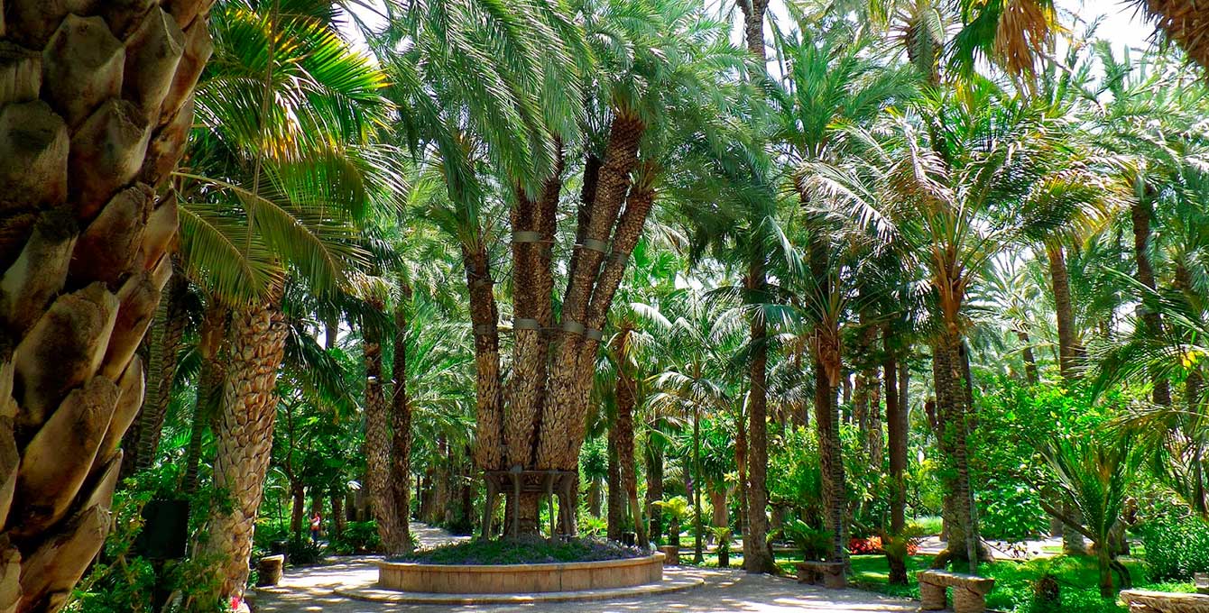 Palmera Imperial Palmeral Elche