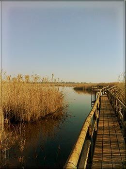 Parque Natural Humedal de El Hondo