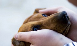 Claves esenciales para proteger a tu mascota: Guía completa de seguridad y bienestar