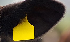 Mejores productos para ganaderos: Herramientas esenciales para optimizar tu explotación