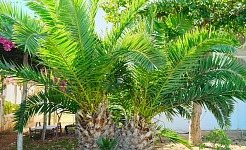 Phoenix canariensis, Palmera Canaria: Palmeral de Elche