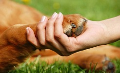 Guía Completa para el Cuidado y la Salud de tus Mascotas