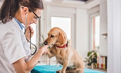 La relevancia de los hospitales veterinarios en el cuidado y la salud de las mascotas
