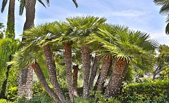 Chamaerops Humilis: Palmeral de Elche