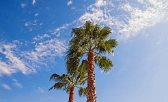 Washingtonia Robusta, Palmera de California: Palmeral de Elche