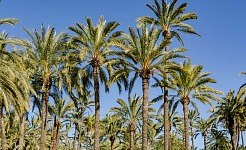 ¿Qué tienen en común Elche, en España, y Cancún, en México?