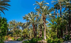Descubriendo el Huerto del Cura: Un Oasis en el Corazón de Elche