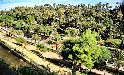Spanische Palmenoase: Rundgang Durch Palmengärten Von Elche