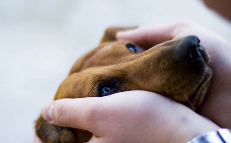 Claves esenciales para proteger a tu mascota: Guía completa de seguridad y bienestar