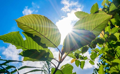 Discovering Kratom's Magic: 7 Promising Health Benefits Backed By Research
