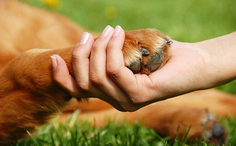 Guía Completa para el Cuidado y la Salud de tus Mascotas