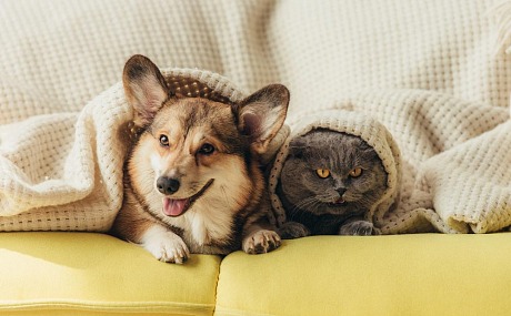 Salud y bienestar de las mascotas: Cuidados esenciales para una vida larga y feliz