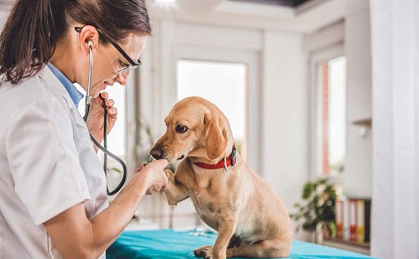La relevancia de los hospitales veterinarios en el cuidado y la salud de las mascotas
