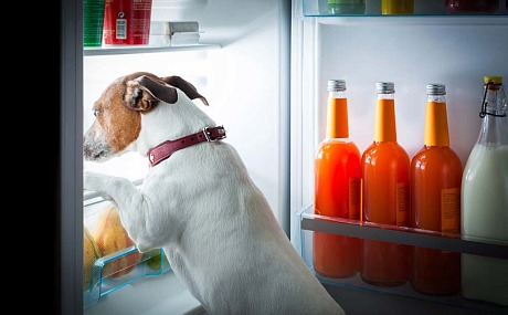 10 Alimentos que JAMÁS has de dar de Comer a tu Perro