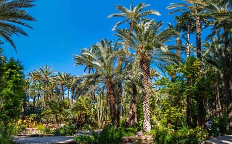 Descubriendo el Huerto del Cura: Un Oasis en el Corazón de Elche