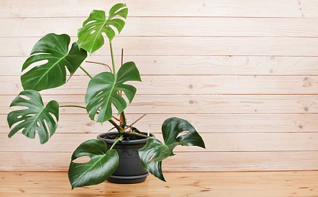 Plantas de Interior: Dos plantas de interior ideales para tu hogar