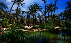 Sissi y la Palmera Imperial: Historia en el Huerto del Cura de Elche