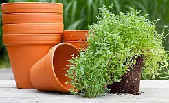 Elche y el alma del dátil: El arte de cultivar en macetas de barro