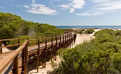 Clot de Galvany: El Tesoro Ecológico e Histórico de Elche