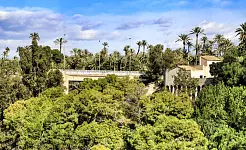 El Palmeral de Elche inspira una vuelta al papel